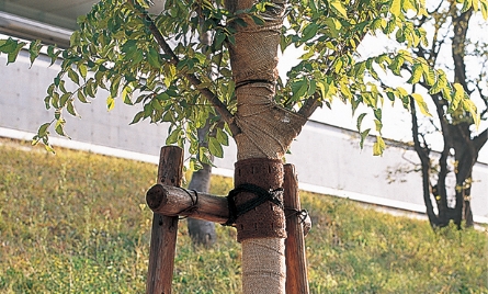 緑化資材 緑化樹用テープ・マット