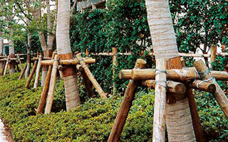 緑化樹用テープ・マット